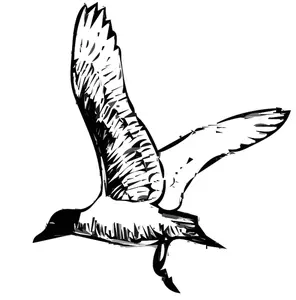 Bondeeid gull fugl i flight vektor image
